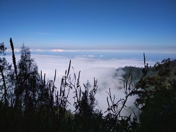 Scenic view of silhouette trees against blue sky