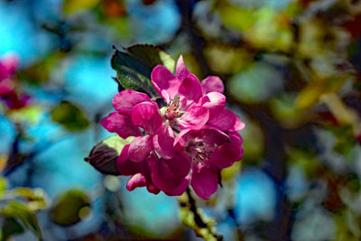 Close-up of pink flowering plant