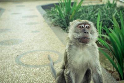 Portrait of monkey on grass