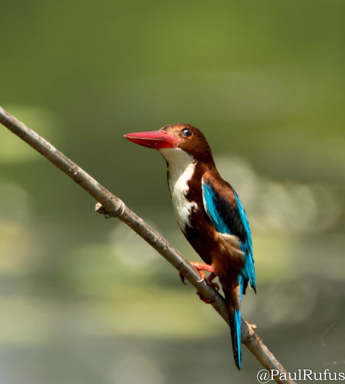 CLOSE-UP OF BIRD PERCHING ON STEM