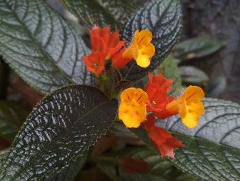 Close-up of orange flowering plant
