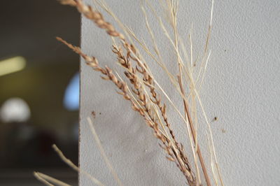 Close-up of plant against wall