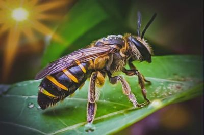 Close-up of insect on leaf