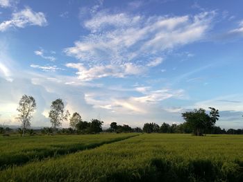 Scenic view of grassy field against clear sky