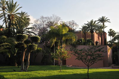 Palm trees on field against clear sky