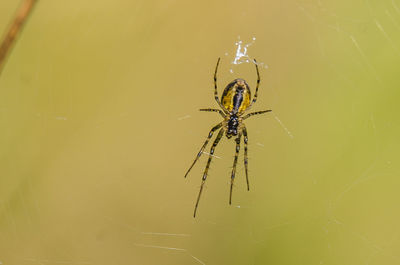 Close-up of spider on web
