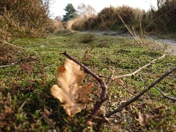 Close-up of grass on field