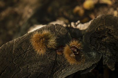 Closeup of chestnut fruits on  tree stump, in el tiemblo, avila, castilla y leon, spain