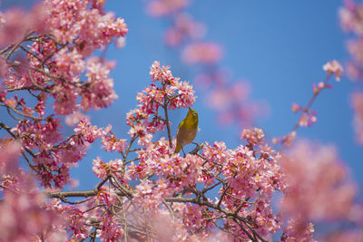 Cherry blossoms and japanese white-eye