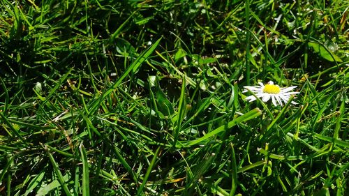 Full frame shot of white daisy flowers on grassy field