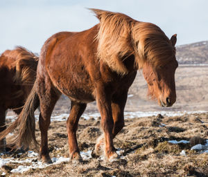 Horses standing on field during winter