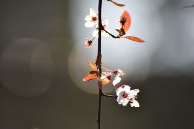 Close-up of white cherry blossoms in spring