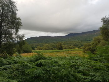 Scenic view of field against sky