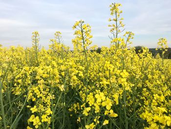 Yellow flowering plants growing on field against sky