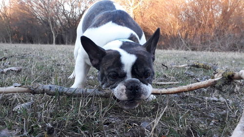 Portrait of dog relaxing on field