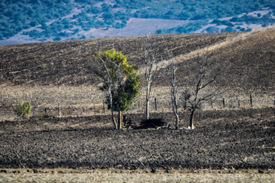 View of trees on field