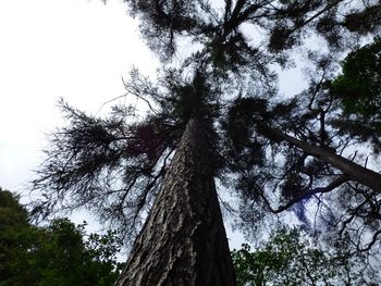 Low angle view of trees against clear sky