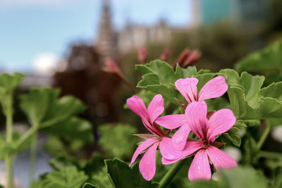 Close-up of pink flowers blooming outdoors