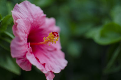 Close-up of pink hibiscus flower