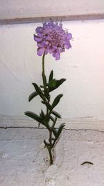 Close-up of flowering plant against wall