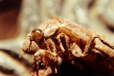 Close-up of dead cicada