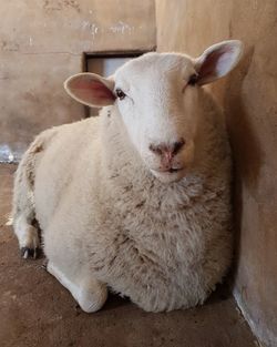 Portrait of sheep on field