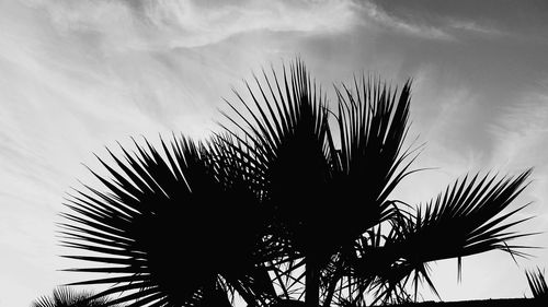 Low angle view of silhouette tree against sky
