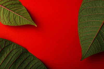 Close-up of red leaves