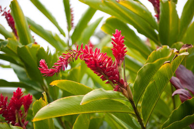 Close-up of pink flowers