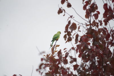 Low angle view of bird perching on tree