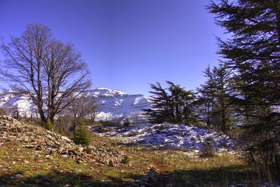 Bare trees on landscape against clear blue sky