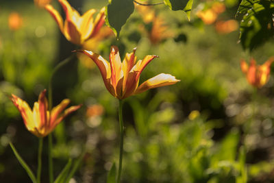 Close-up of day lily blooming outdoors