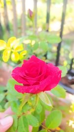 Close-up of rose against blurred background