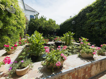 Potted plants in garden