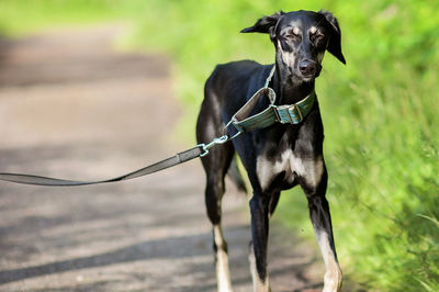 Portrait of dog standing on road