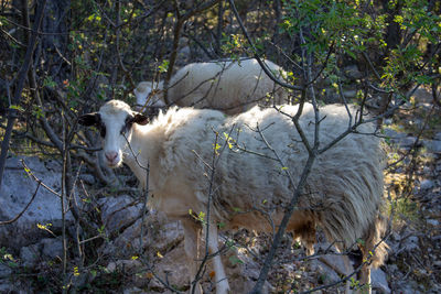 Sheep standing in a field