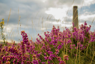 Close-up of flowers growing in field