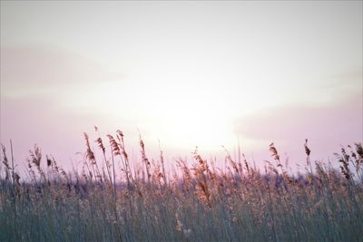 Sun set seen through the reed forrest.