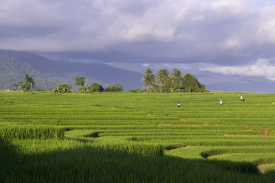 Scenic view of agricultural field against sky