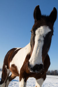 Close-up of horse against clear sky