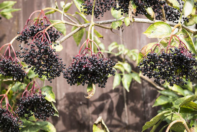 Close-up of berries growing on plant