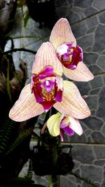 Close-up of flowers