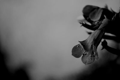 Close-up of flowers