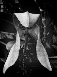 Close-up of flower blooming outdoors