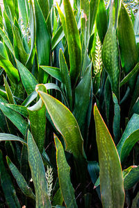 High angle view of plant growing on field