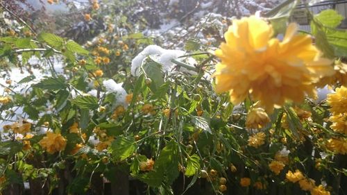 Close-up of flowers and plants