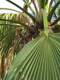 Close-up of palm tree