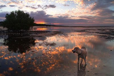 View of dog on lake during sunset