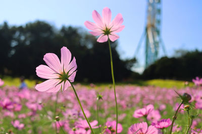 Close-up of pink cosmos flower on field