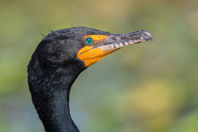 Close-up of cormorant on field